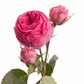 Кустовая Пионовидная роза Pink Piano