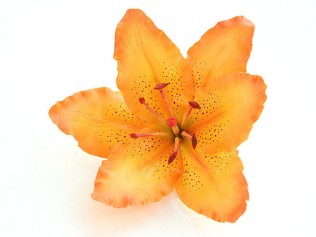 Лилия оранжевая