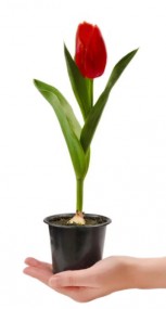 Тюльпан в горшке в ассортименте (1 луковица) в ассорт.