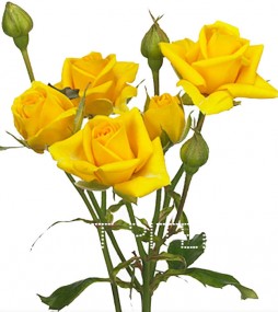 Роза кустовая желтая Голландия
