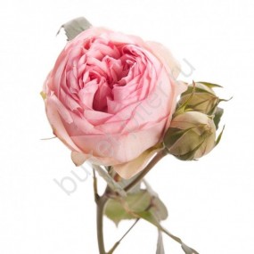 Кустовая Пионовидная роза Bridal Piano