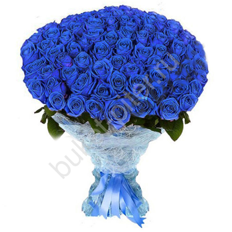 Букет из 75 синих роз