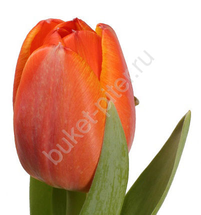 Тюльпан оранжевый (Голландия)