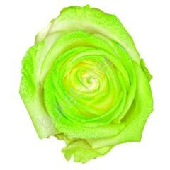 Роза Avalanche marshmallow green