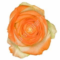 Роза Avalanche marshmallow orange