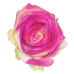 Роза Avalanche marshmallow purple roses