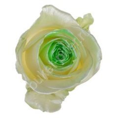 Роза Avalanche satin look green