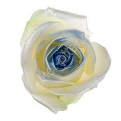 Роза Avalanche satin look blue