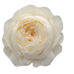 Роза пионовидная белая