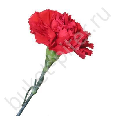 Гвоздика красная