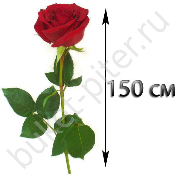 Роза оптом - 150см