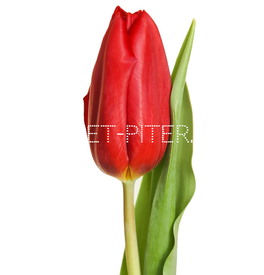 Тюльпан Красный