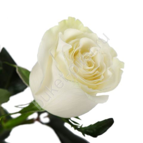 Роза белая 70 см.