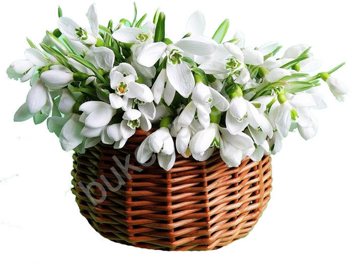 Корзина из 55 белых подснежников