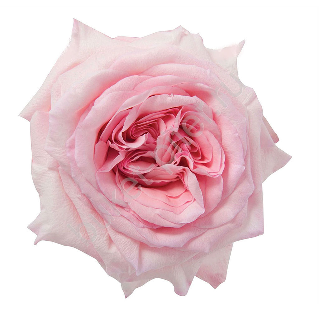 Пионовидная роза розовая