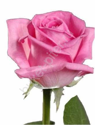 Роза розовая оптом (упаковка)