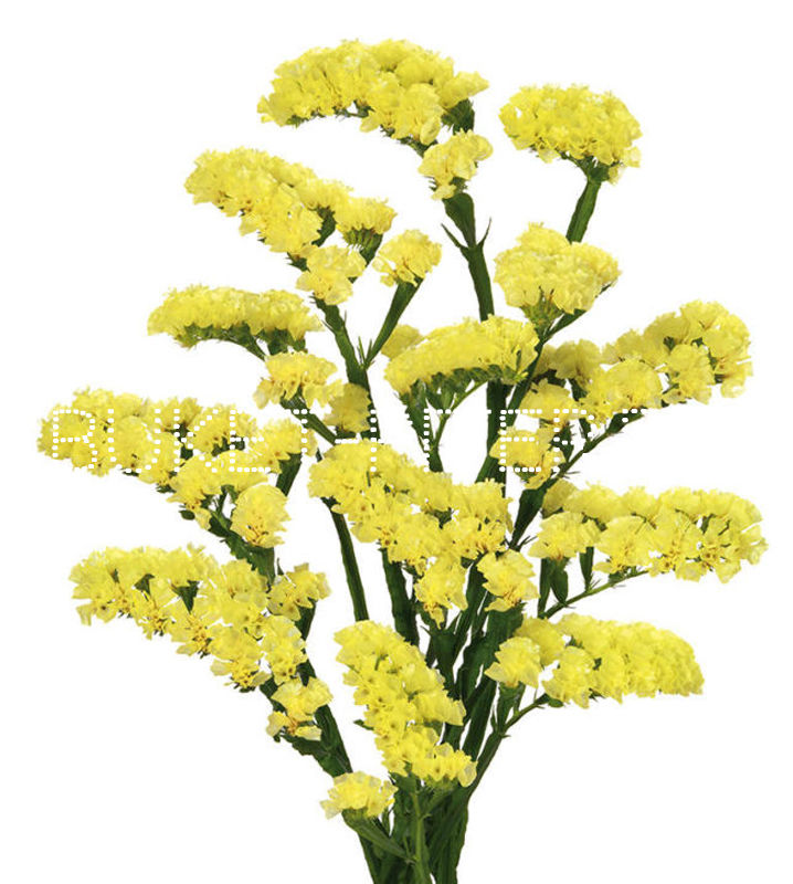 Статица желтая Limonium sinuata (Statice sinuata)