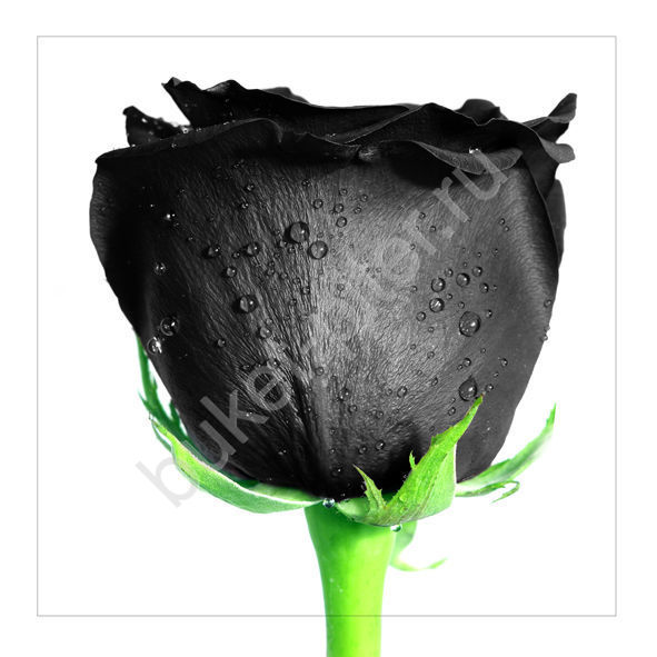 Роза черная