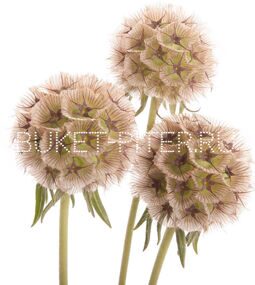Скабиоза Scabiosa Stellata