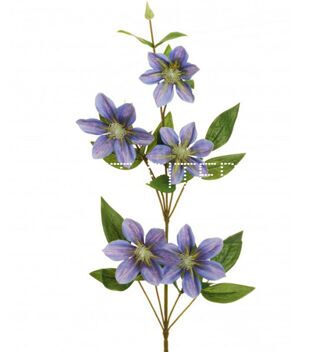 Клематис голубой Clematis