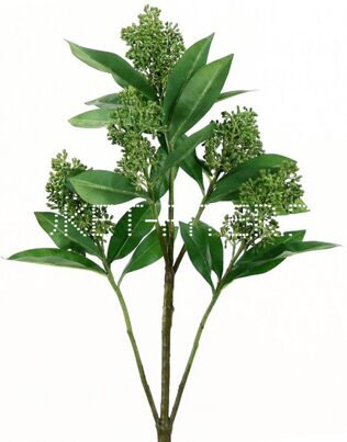 Скимия зеленая Skimmia