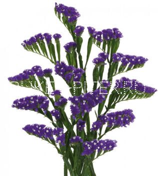 Статица фиолетовая Limonium sinuata (Statice sinuata)