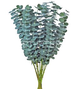 Эвкалипт Бэби Блю (1/3 уп.) Eucalyptus hybridus Baby Blue Spiral