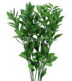 Рускус Израиль Ruscus