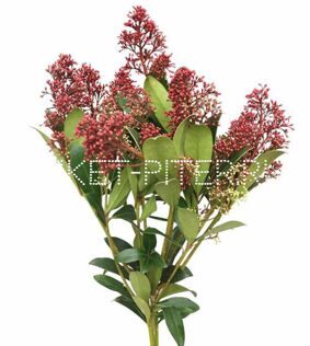 Скимия Skimmia