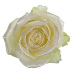 Роза Avalanche satin look white
