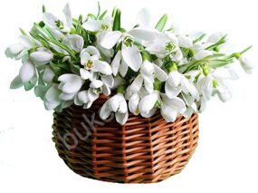 Корзина из 55 Белых Галантусов