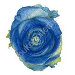 Роза Avalanche marshmallow blue