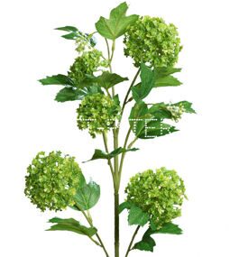 Вибурнум Viburnum