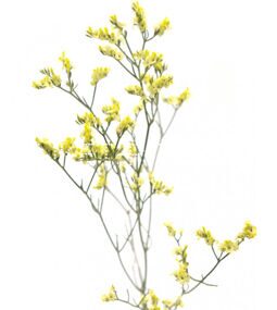 Лимониум желтый Limonium