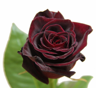 Роза черная black baccara