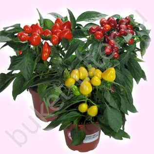 Декоративный перец (капсикум)