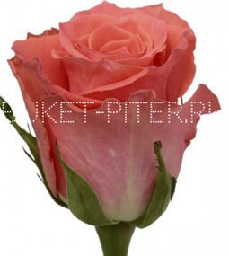 1Роза Amsterdam Амстердам ЭКВАДОР (КРУПНЫЙ БУТОН)