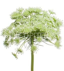 Амми укроп Ammi