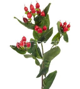 Гиперикум (хиперикум, зверобой) красный Hypericum perforatum
