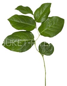 Салал Gaultheriashallon Salal