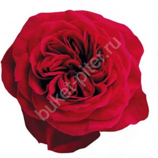 Роза пионовидная красная