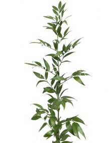 Рускус Италия Ruscus