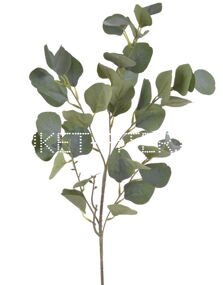 Эвкалипт Популус (1/3 уп.) Eucalyptus Populus
