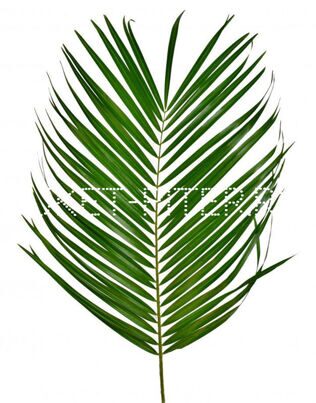 Робелини Phoenix roebelenii