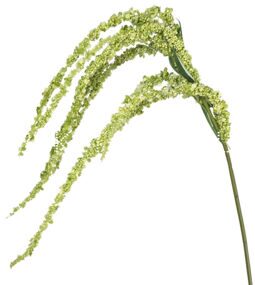 Амарантус зеленый Amaranthus