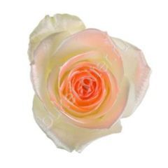 Роза Avalanche satin look orange