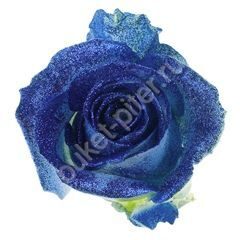 Роза Avalanche crystal look blue