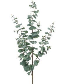 Эвкалипт Ценерея (1/3 уп.) Eucalyptus cinerea