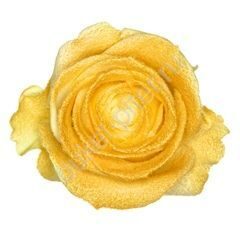 Роза Avalanche marshmallow metallic gold