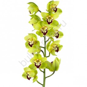 Орхидея зеленая